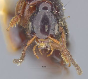 Media type: image;   Entomology 305273 Aspect: head frontal view